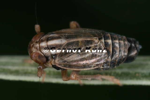 Eurysa_lineata___Schecken-Spornzikade_M3_2.jpg