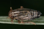 Eurysa lineata   Schecken-Spornzikade M3 2