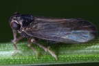 Eurysa lineata   Schecken-Spornzikade Wm1 2v