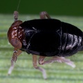 Eurysella brunnea  Mohren-Spornzikade M1 2