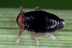 Eurysella brunnea  Mohren-Spornzikade M1 2
