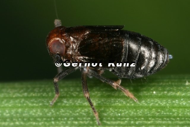 Eurysella_brunnea__Mohren-Spornzikade_W1_2.jpg