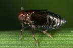 Eurysella brunnea  Mohren-Spornzikade W1 2
