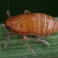 Eurysella brunnea  Mohren-Spornzikade W7 2
