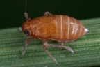 Eurysella brunnea  Mohren-Spornzikade W7 2