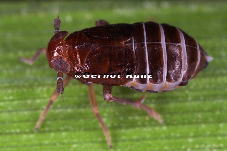 Eurysula_lurida__Reitgras-Spornzikade_W1_2.jpg