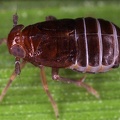 Eurysula lurida  Reitgras-Spornzikade W1 2