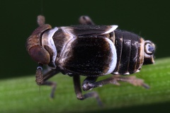Florodelphax leptosoma  Florspornzikade M6 2