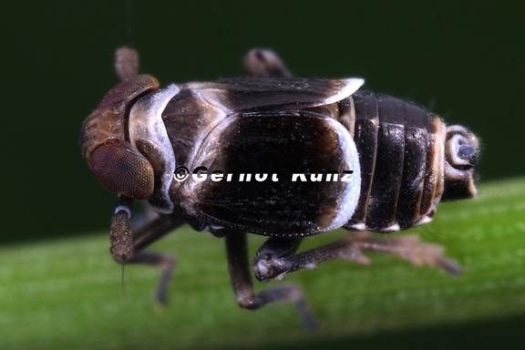 Florodelphax leptosoma  Florspornzikade M6 2
