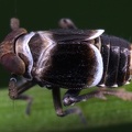 Florodelphax leptosoma  Florspornzikade M6 2
