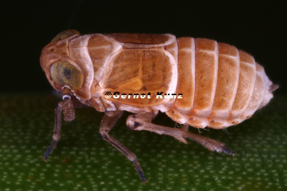 Florodelphax leptosoma  Florspornzikade W1 2