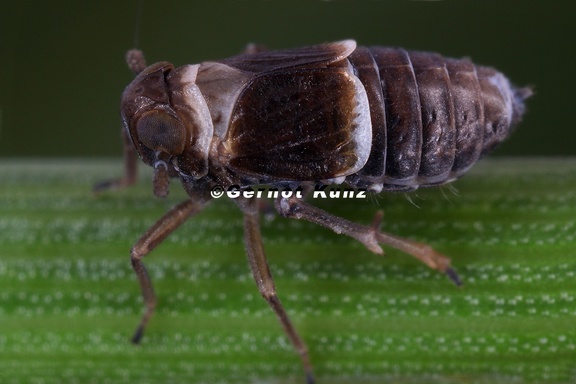 Florodelphax paryphasma  Schl  ssel-Spornzikade W1 2