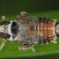Hyledelphax elegantula  Harlekin Spornzikade M25 2