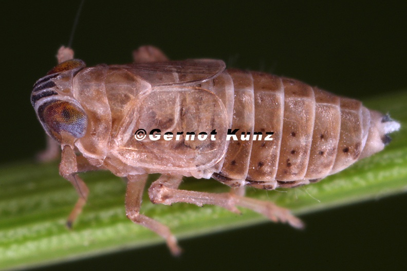 Hyledelphax_elegantula__Harlekin_Spornzikade_W1_2.jpg