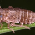 Hyledelphax elegantula  Harlekin Spornzikade W1 2
