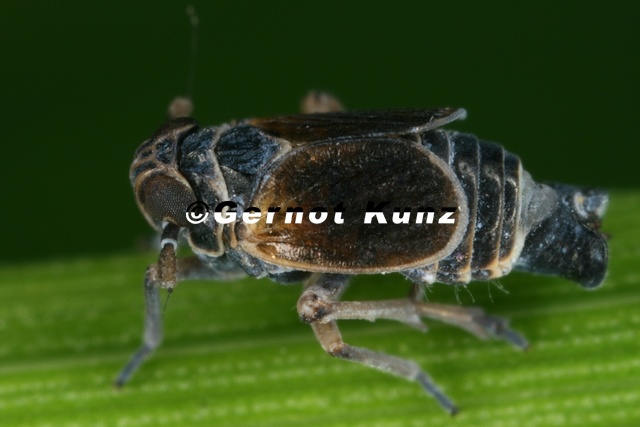 Javesella_discolor__Flossen-Spornzikade_Mb1_2.jpg