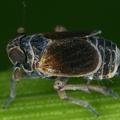 Javesella discolor  Flossen-Spornzikade Mb1 2