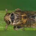 Javesella dubia  Forken-Spornzikade Mb3 3