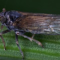 Javesella dubia  Forken-Spornzikade Mm7 2v