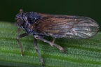 Javesella dubia  Forken-Spornzikade Mm7 2v