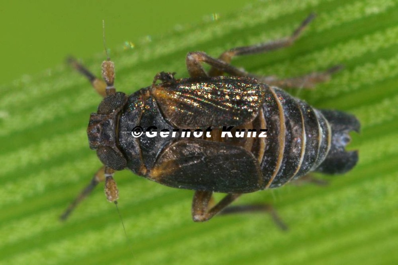 Javesella_forcipata__Zangen-Spornzikade_M15_1.jpg
