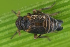 Javesella forcipata  Zangen-Spornzikade M15 1