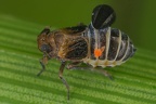 Javesella forcipata  Zangen-Spornzikade W6 1
