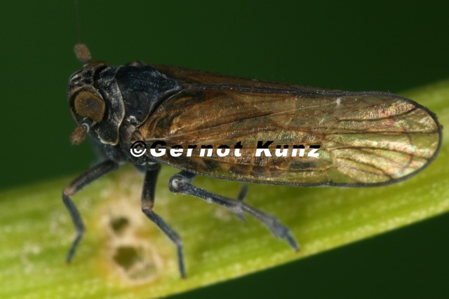 Javesella_obscurella__Schlamm-Spornzikade_Mm5_2.jpg