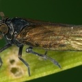 Javesella obscurella  Schlamm-Spornzikade Mm5 2