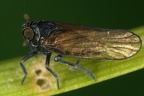 Javesella obscurella  Schlamm-Spornzikade Mm5 2
