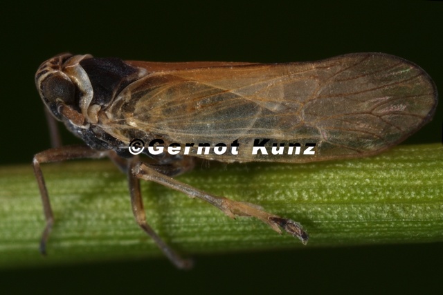 Javesella_pellucida__Wiesen-Spornzikade_M11_2.jpg