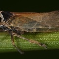 Javesella pellucida  Wiesen-Spornzikade M11 2