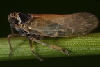 Javesella pellucida  Wiesen-Spornzikade M11 2