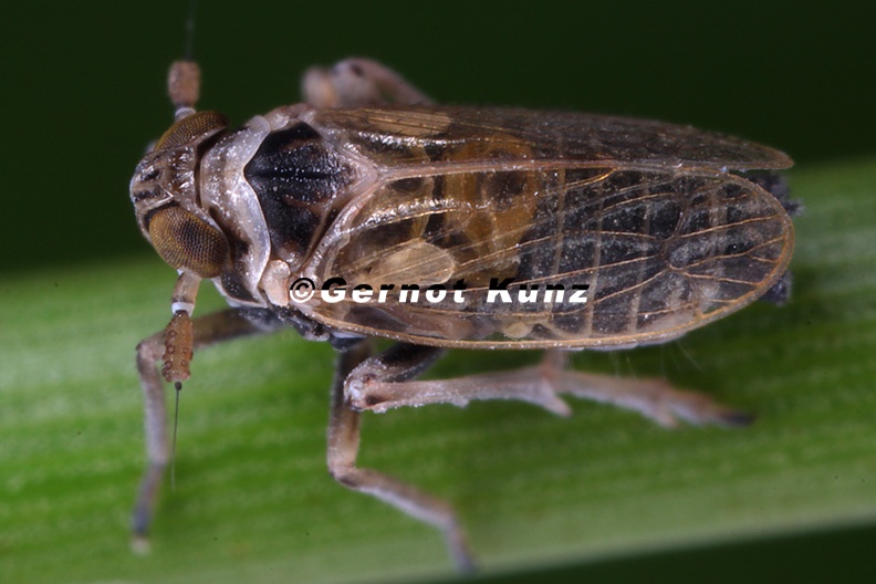 Javesella_pellucida__Wiesen-Spornzikade_Mb1_2.jpg