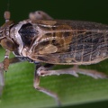 Javesella pellucida  Wiesen-Spornzikade Mb1 2