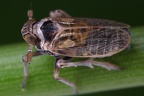 Javesella pellucida  Wiesen-Spornzikade Mb1 2