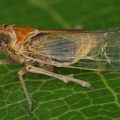 Javesella pellucida  Wiesen-Spornzikade W16