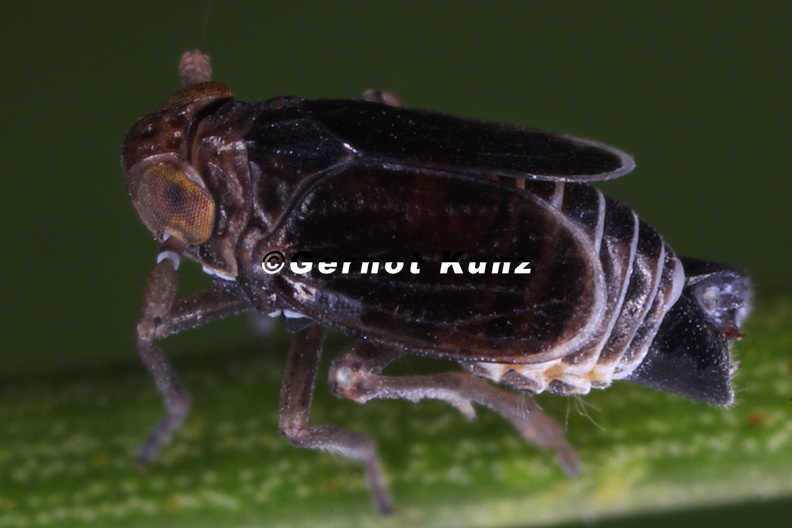Javesella_salina__Salz_Spornzikade_M1_2.jpg