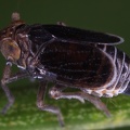 Javesella salina  Salz Spornzikade M1 2