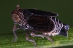 Javesella salina  Salz Spornzikade M1 2