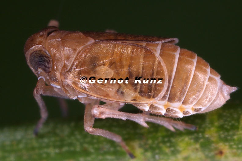 Javesella_salina__Salz_Spornzikade_W1_2.jpg