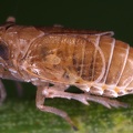 Javesella salina  Salz Spornzikade W1 2