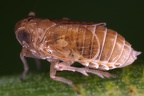 Javesella salina  Salz Spornzikade W1 2