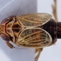 Javesella simillima  Arktische Spornzikade M1 2