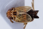 Javesella simillima  Arktische Spornzikade M1 2