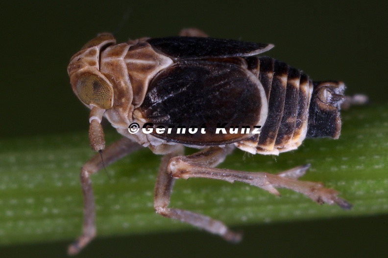 Javesella_stali__Schachtelhalm_Spornzikade_M1_2.jpg