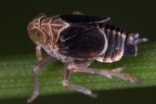 Javesella stali  Schachtelhalm Spornzikade M1 2