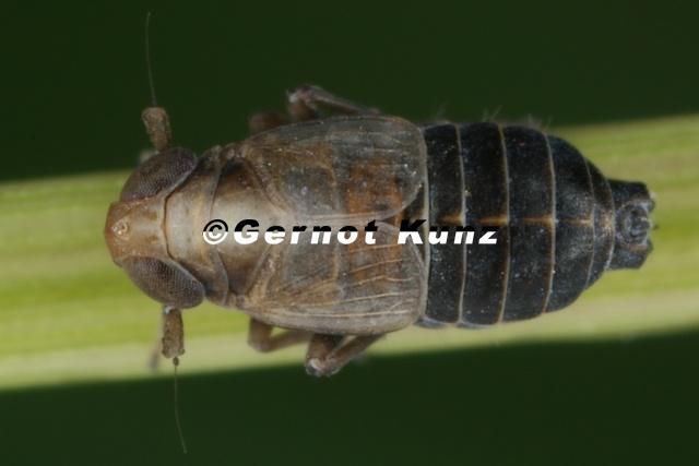 Kosswigianella_exigua__Heide-Spornzikade_M1_2.jpg