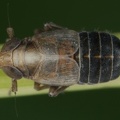 Kosswigianella exigua  Heide-Spornzikade M1 2