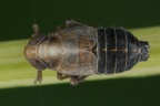 Kosswigianella exigua  Heide-Spornzikade M1 2